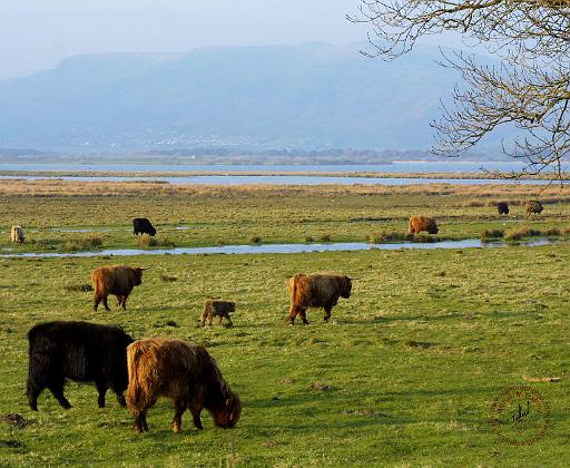 Highland Cattle near Loch Leven 9T076D-010.JPG